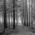 Auftanken im Nebel-Wald